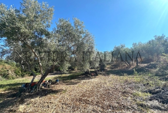 Terreni agricoli con vista mare a Cirella
