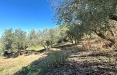 Terreni agricoli con vista mare a Cirella