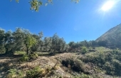 Terreni agricoli con vista mare a Cirella